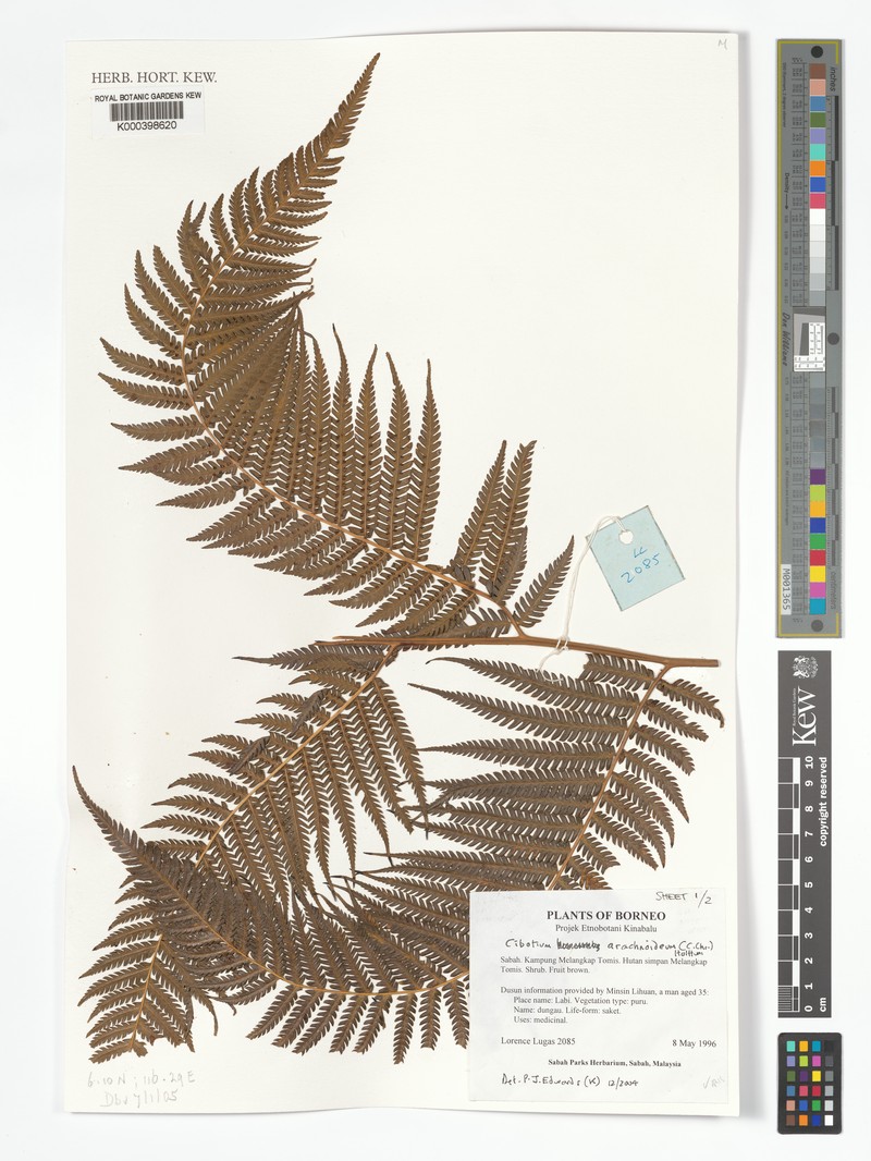 Cibotium arachnoideum photo 7