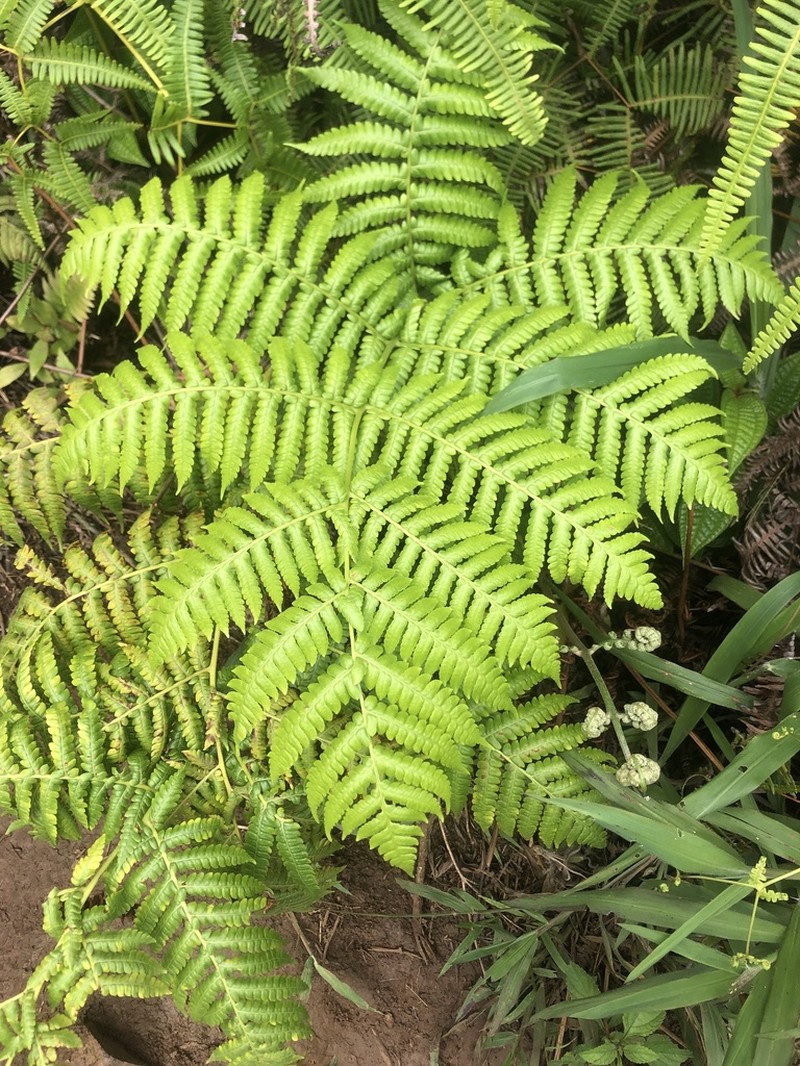 Chamisso's Manfern