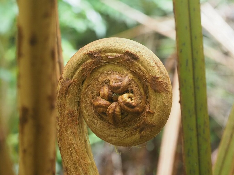 Chamisso's Manfern photo 2