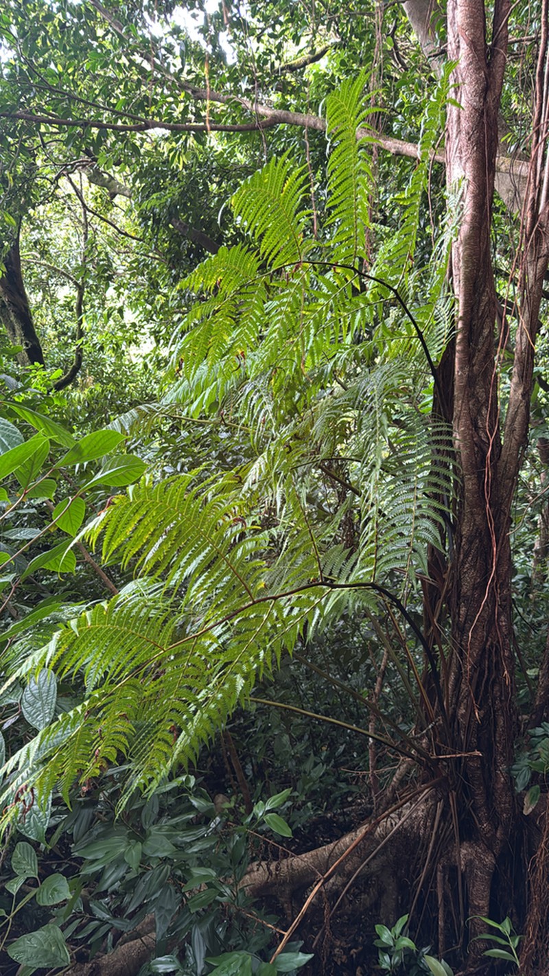 Chamisso's Manfern photo 3