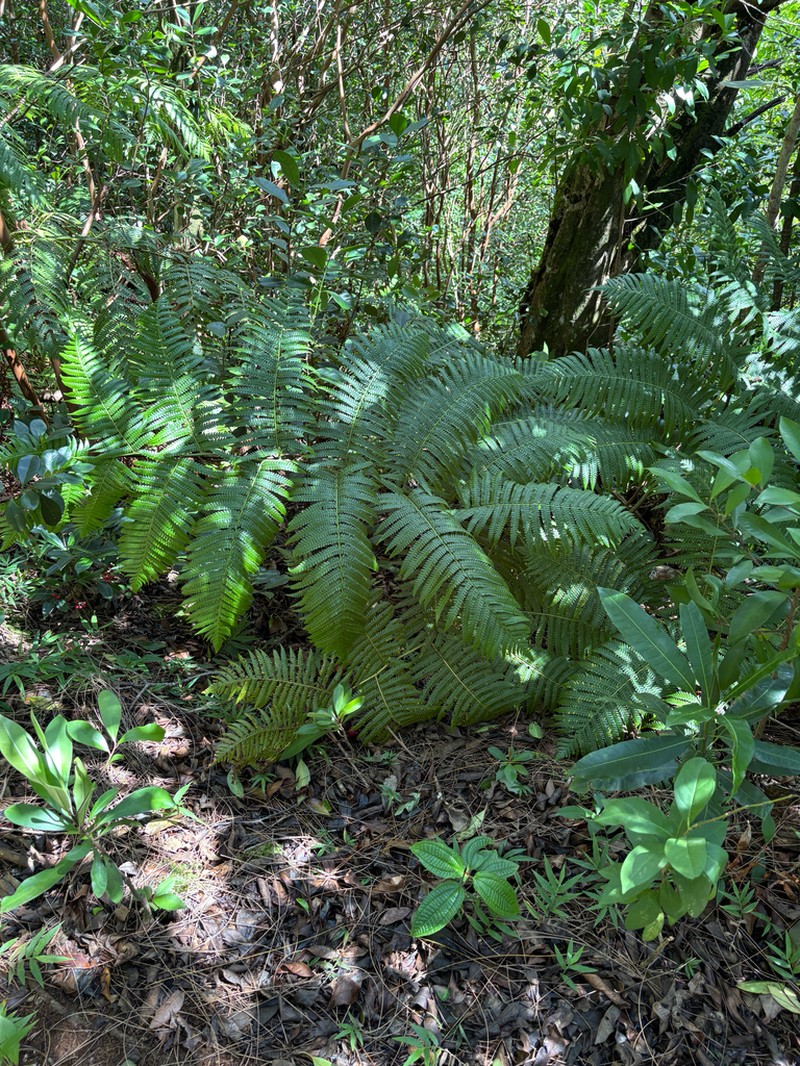 Chamisso's Manfern photo 4
