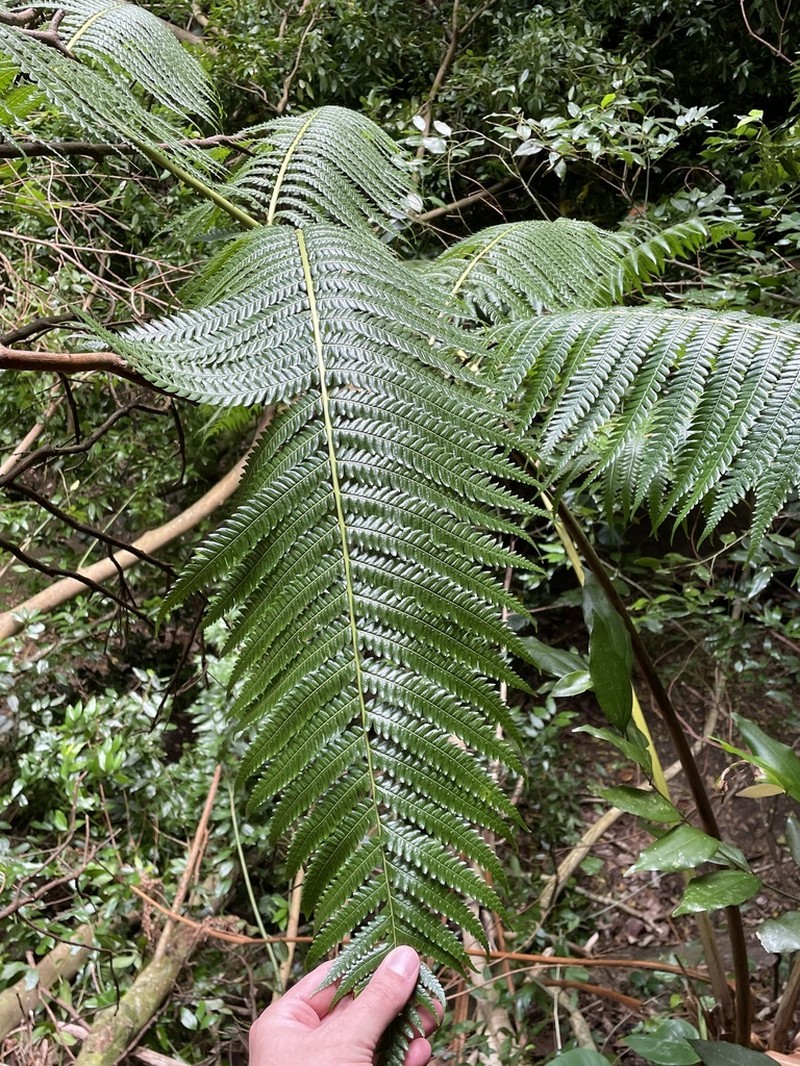 Chamisso's Manfern photo 5