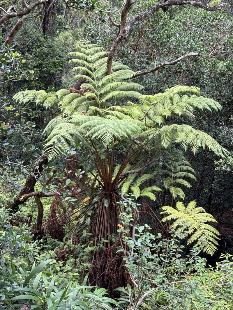 Chamisso's Manfern photo 6