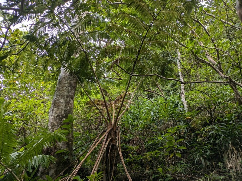 Chamisso's Manfern photo 7