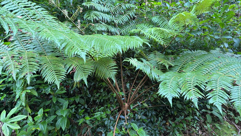 Chamisso's Manfern photo 8
