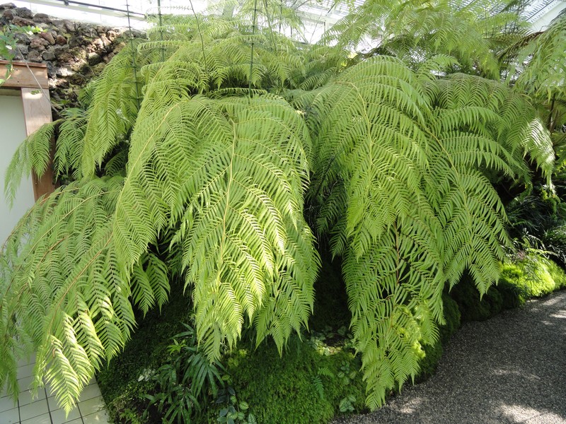 Cibotium cumingii photo 4