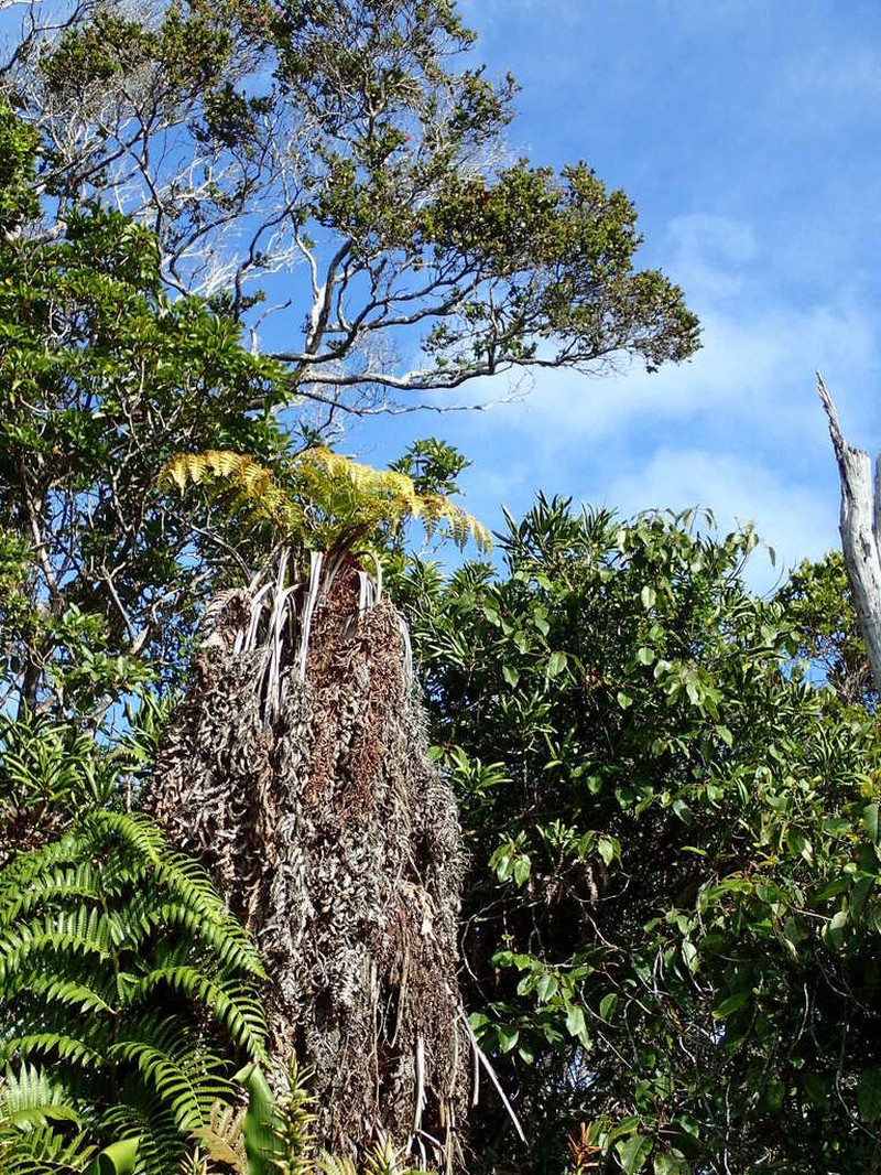 Hapu'U