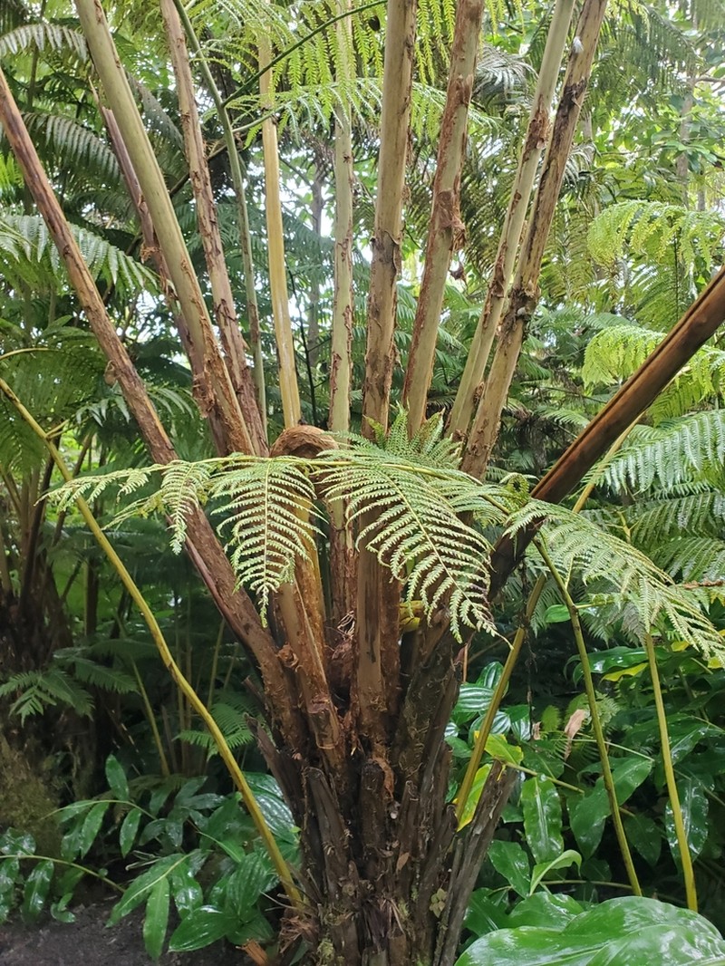 Hapu'U photo 3