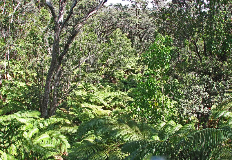 Hapu'U photo 4