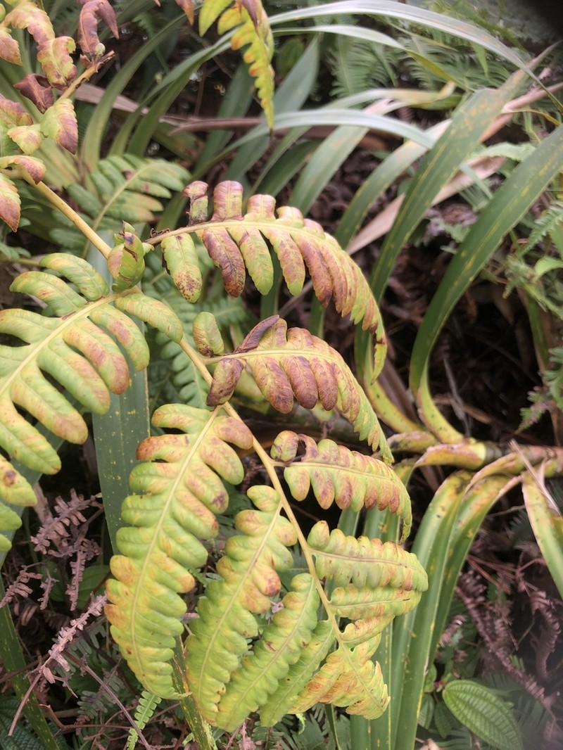 Hapu'U Li photo 2
