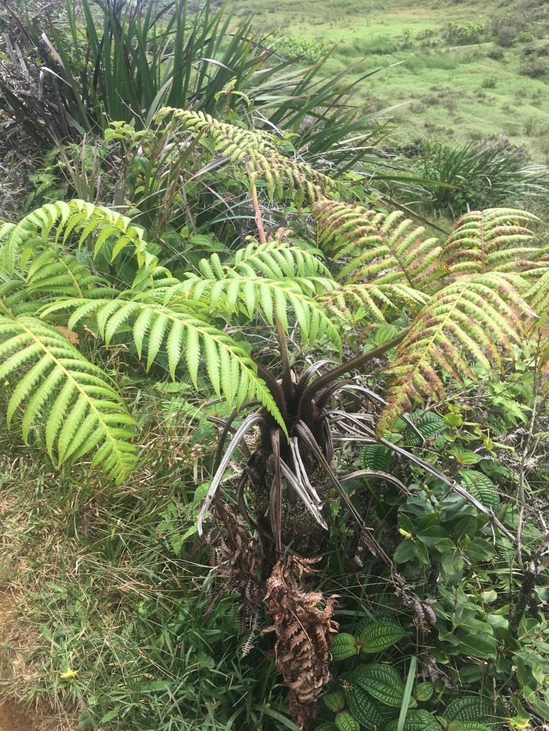 Hapu'U Li photo 3