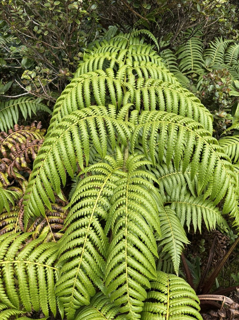 Hapu'U Li photo 4