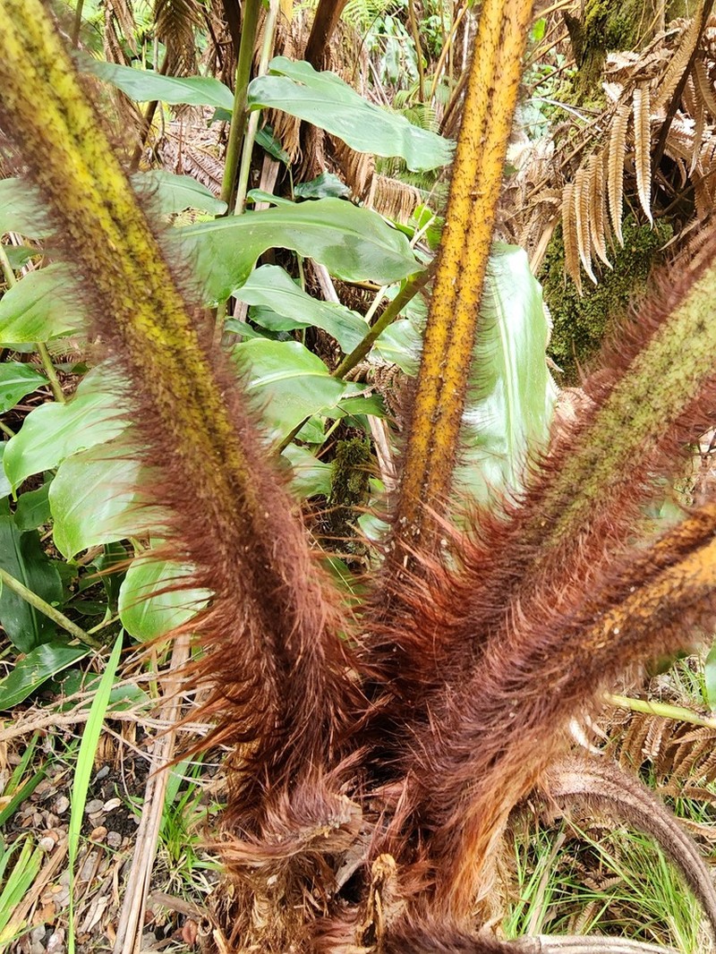 Hapu'U Li photo 6