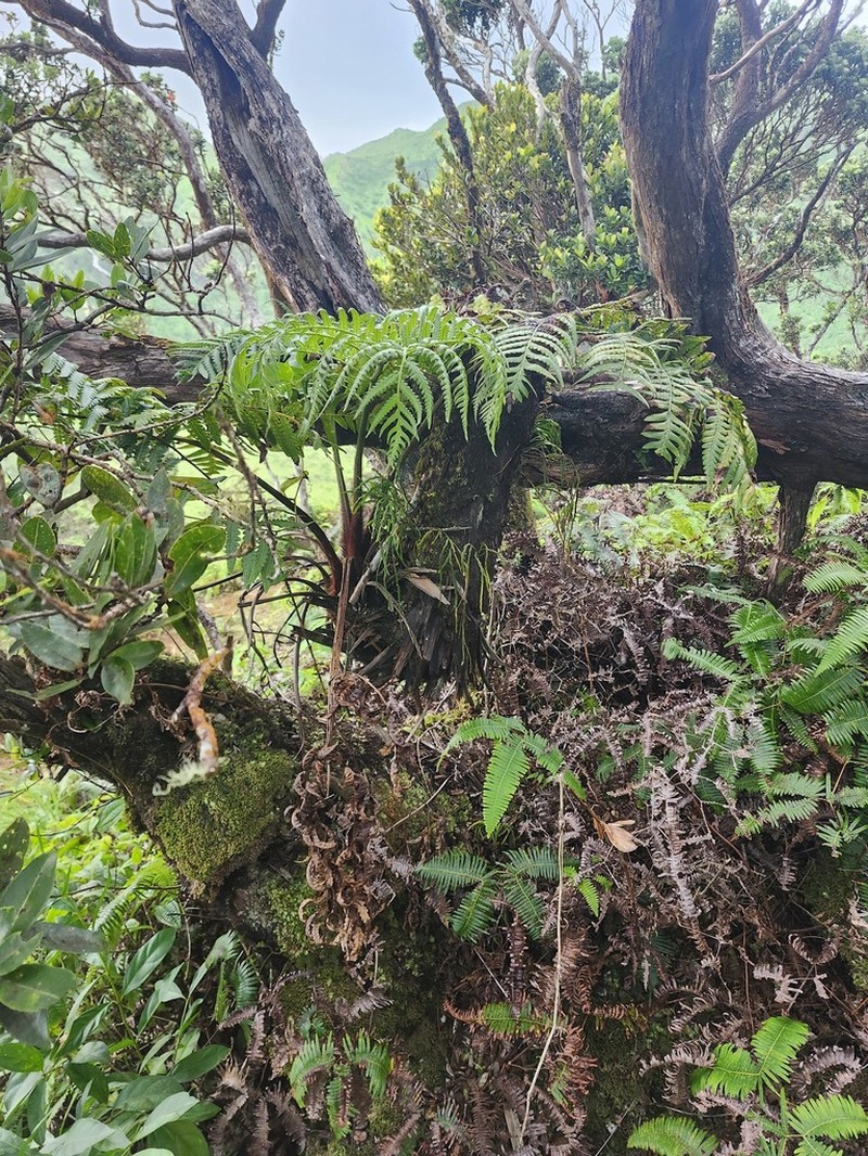 Hapu'U Li photo 8
