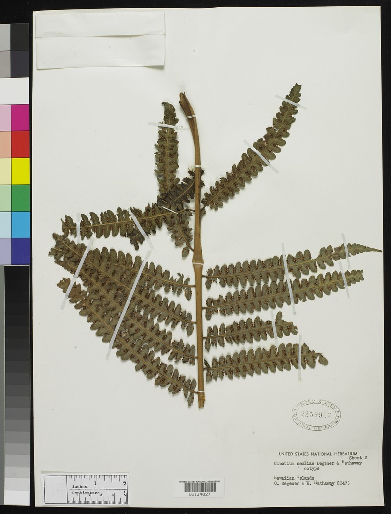 Neal's Manfern