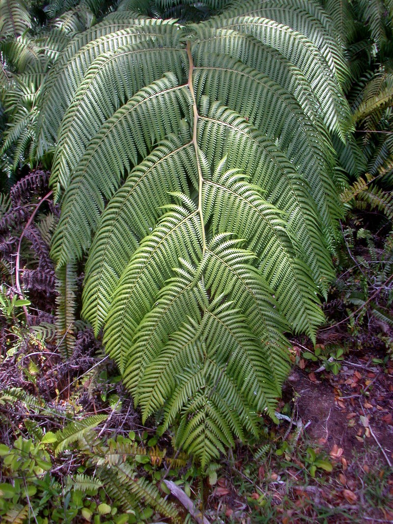 Neal's Manfern
