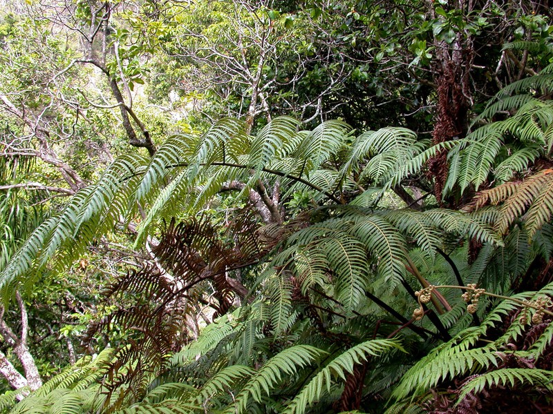 Neal's Manfern photo 2