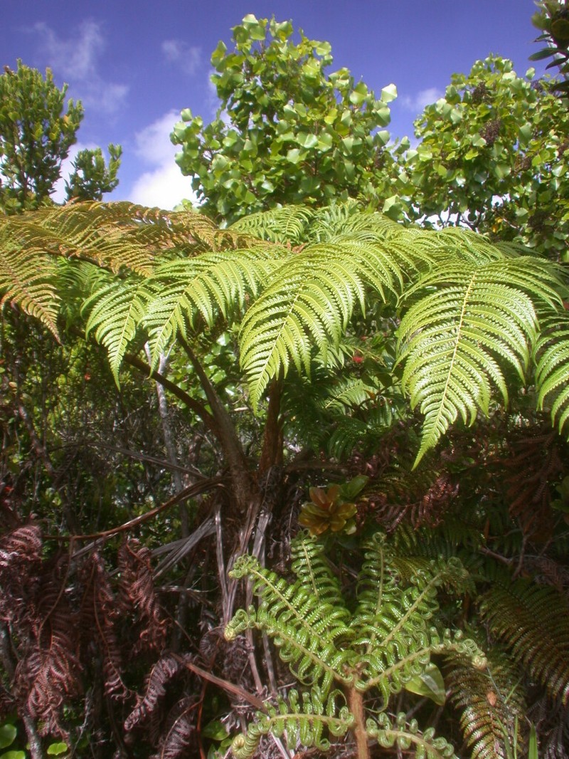 Neal's Manfern photo 3