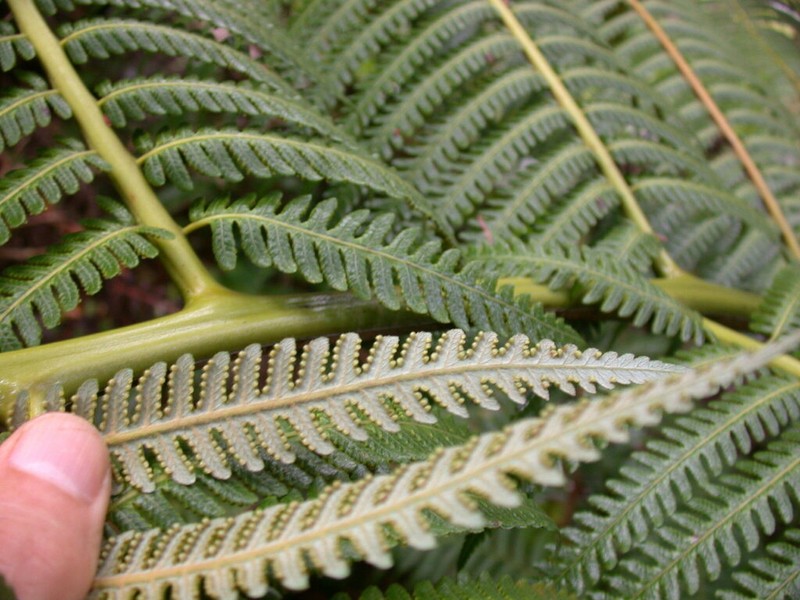 Neal's Manfern photo 4