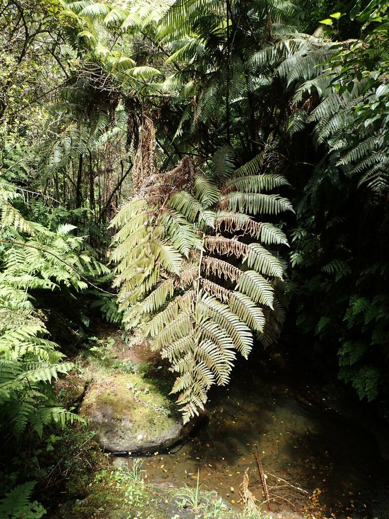 Neal's Manfern photo 5