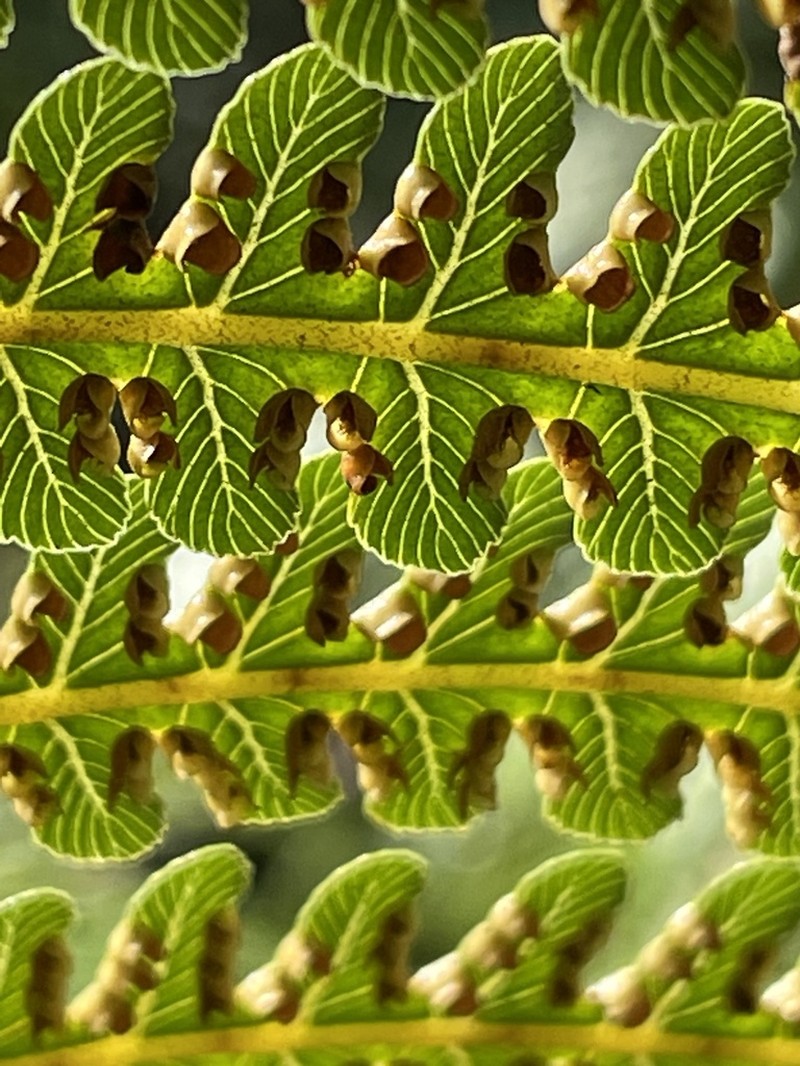 Neal's Manfern photo 6