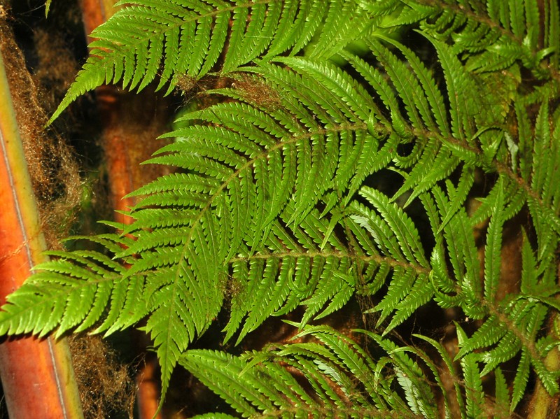 Cibotium regale