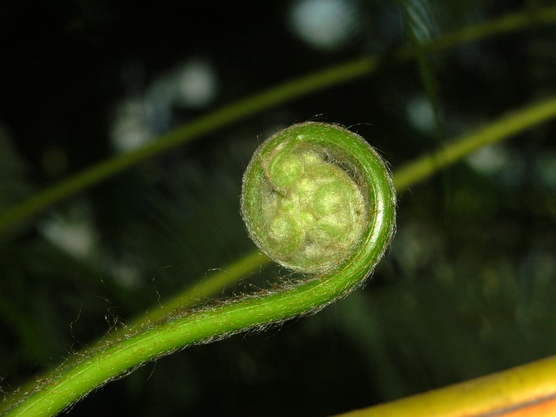 Cibotium regale photo 2