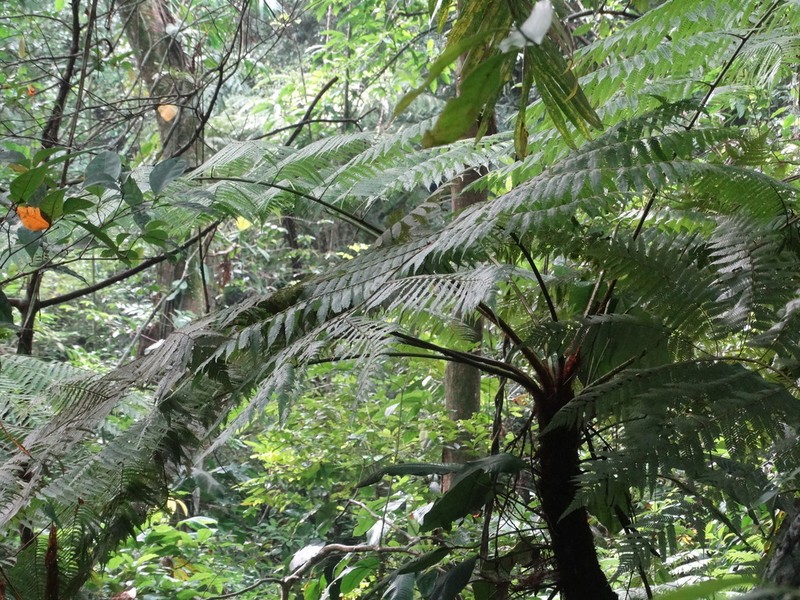 Cibotium regale photo 3