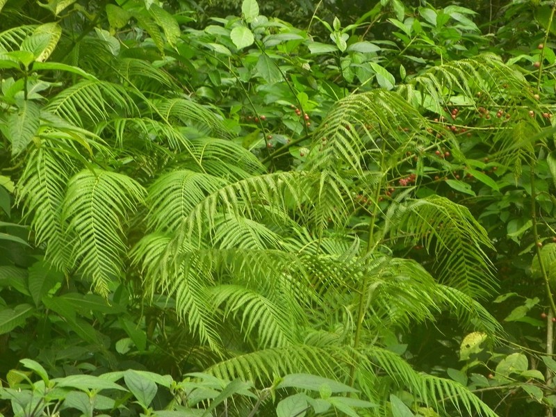 Cibotium regale photo 5