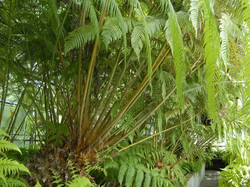 Cibotium schiedei