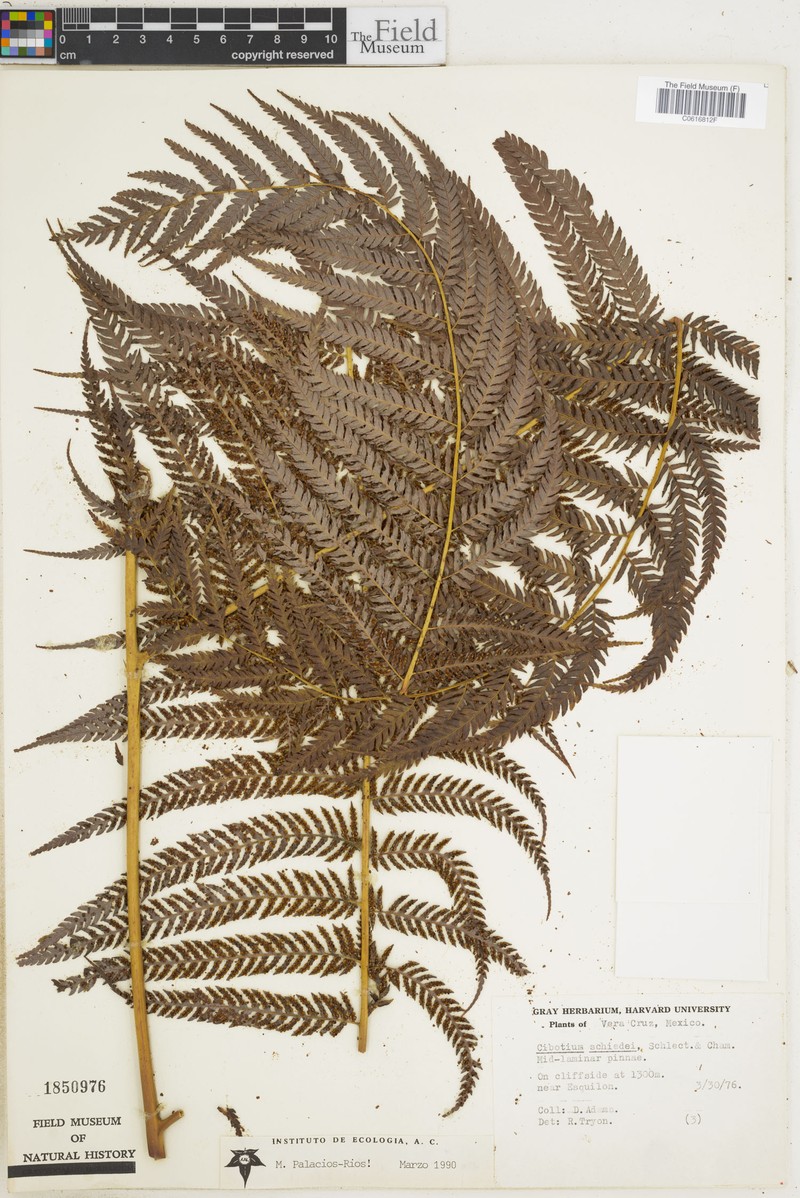 Cibotium schiedei photo 2