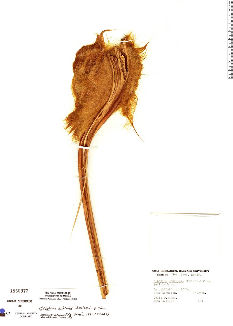 Cibotium schiedei photo 3