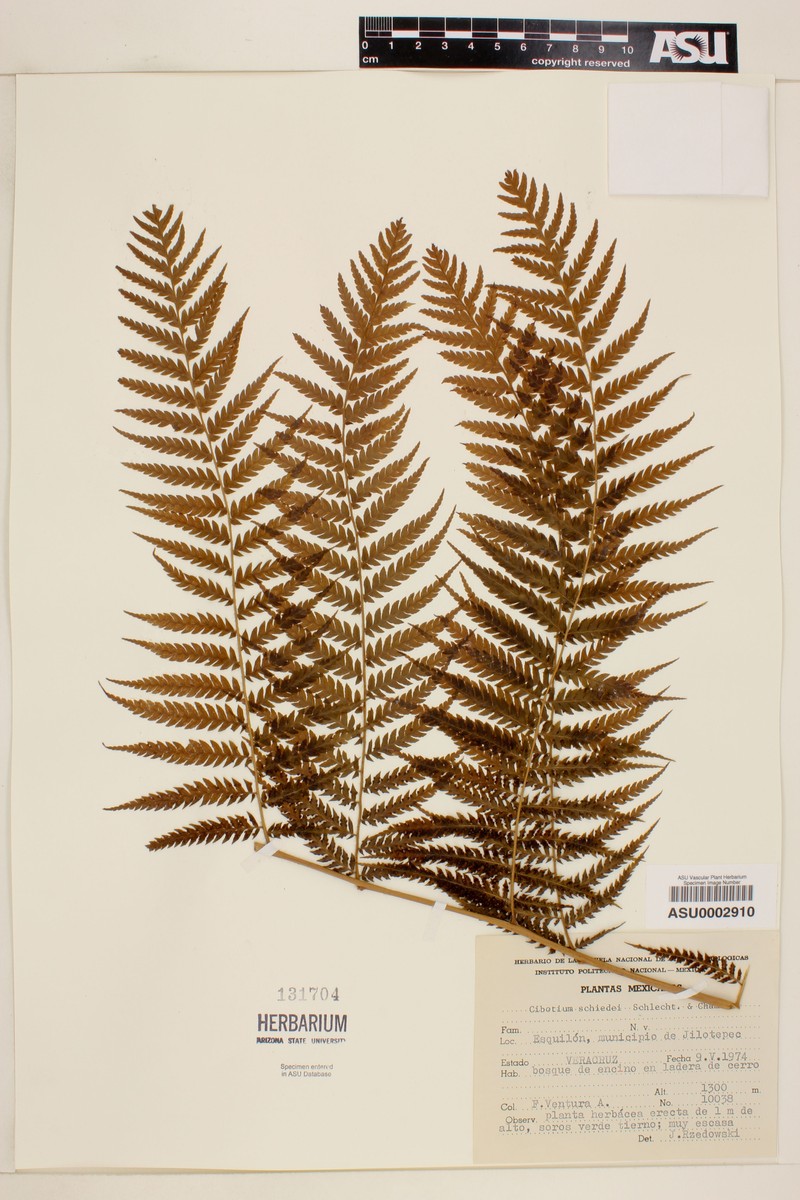 Cibotium schiedei photo 4