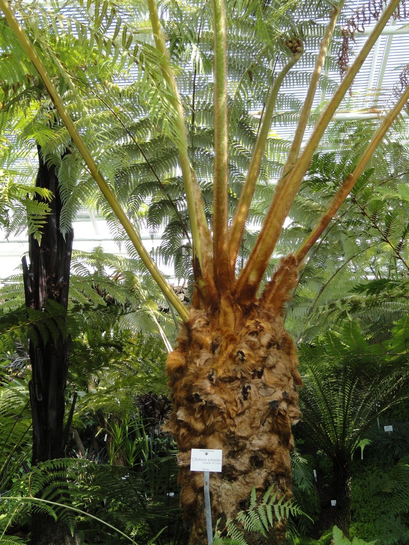 Cibotium schiedei photo 5