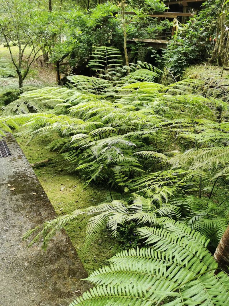 Cibotium taiwanense