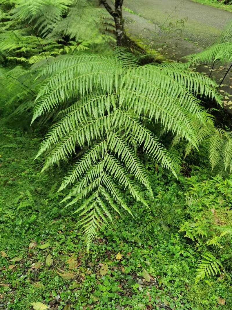 Cibotium taiwanense photo 2