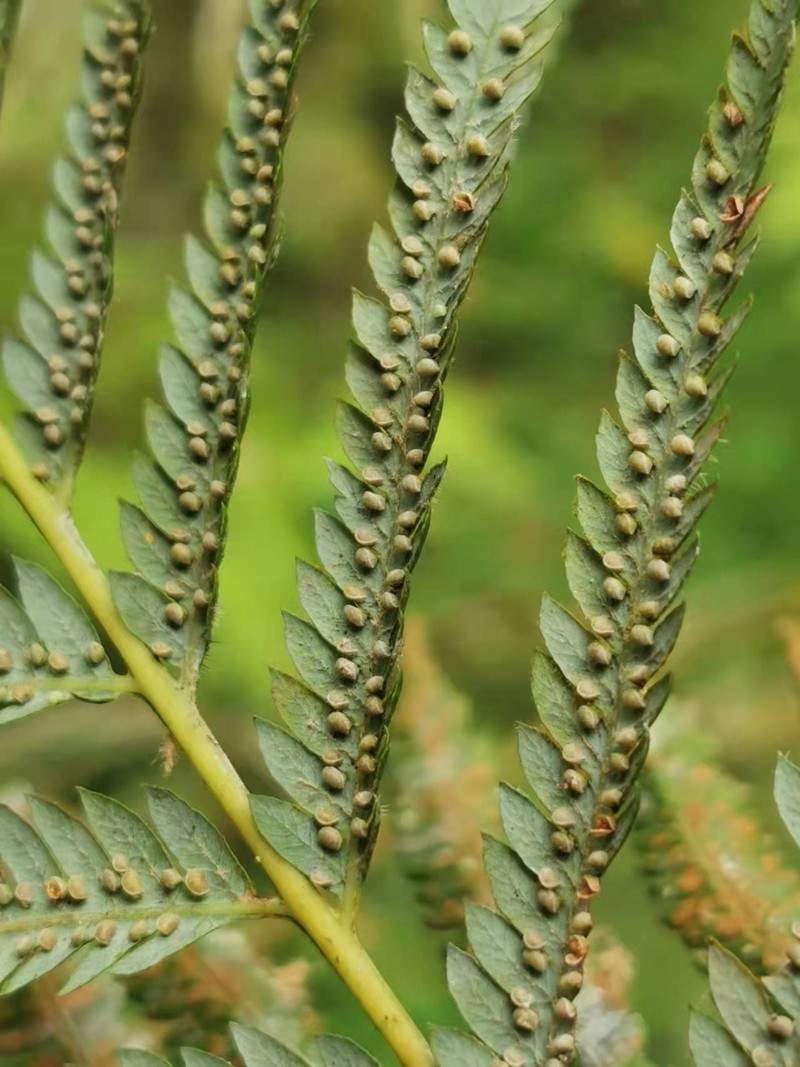 Cibotium taiwanense photo 4