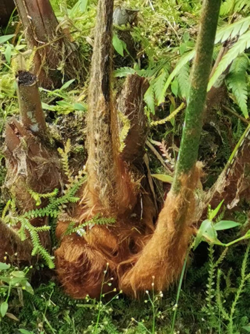 Cibotium taiwanense photo 5