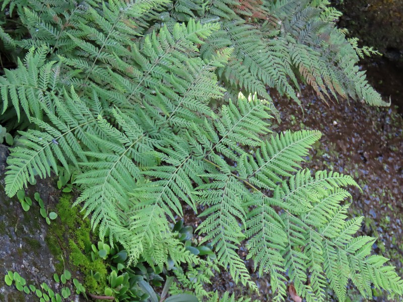 Cibotium taiwanense photo 8