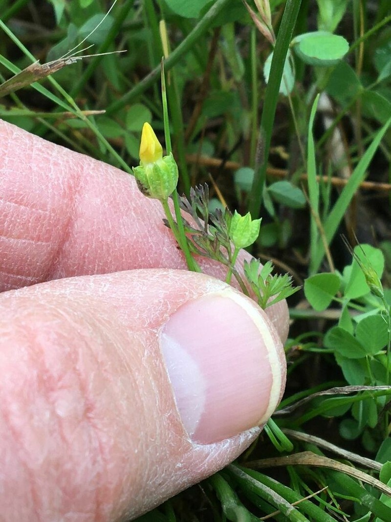 Oregon Timwort