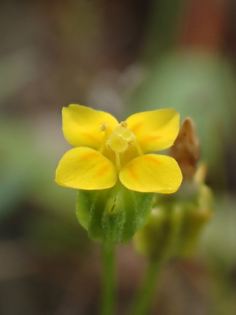 Oregon Timwort photo 2