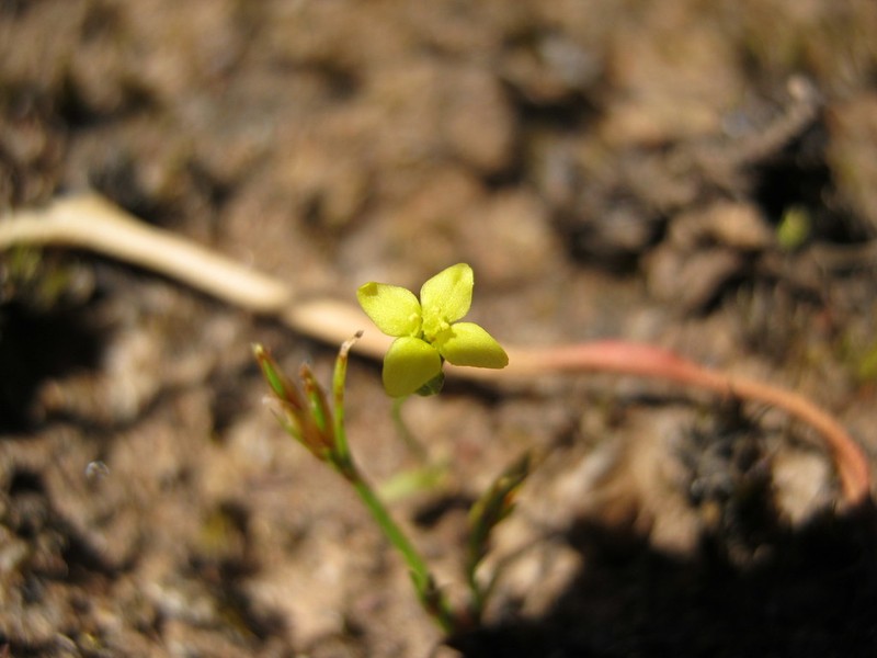 Oregon Timwort photo 3