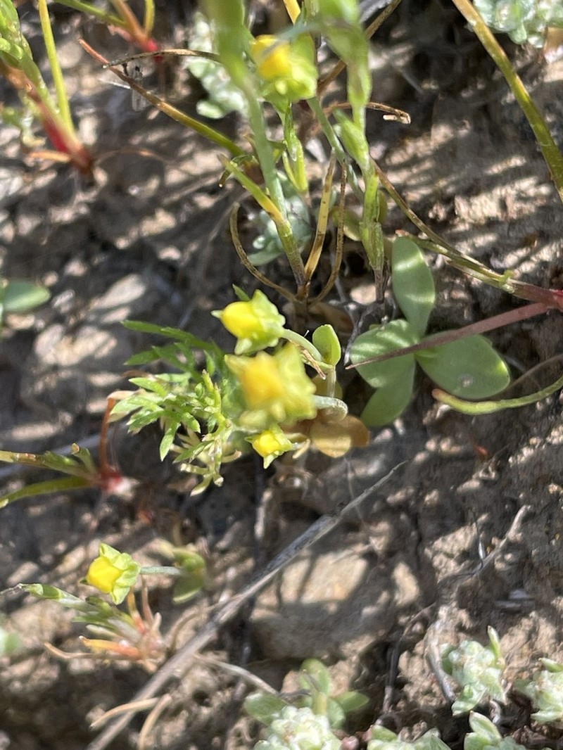 Oregon Timwort photo 4
