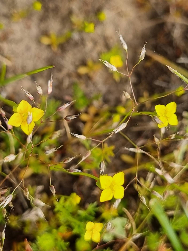 Oregon Timwort photo 5