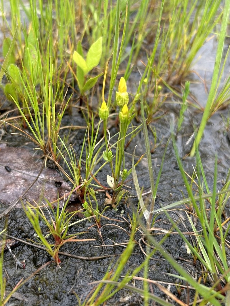 Oregon Timwort photo 6