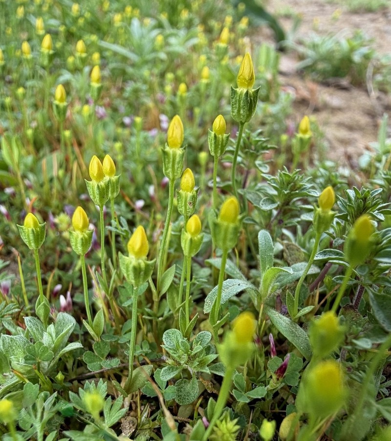 Oregon Timwort photo 7