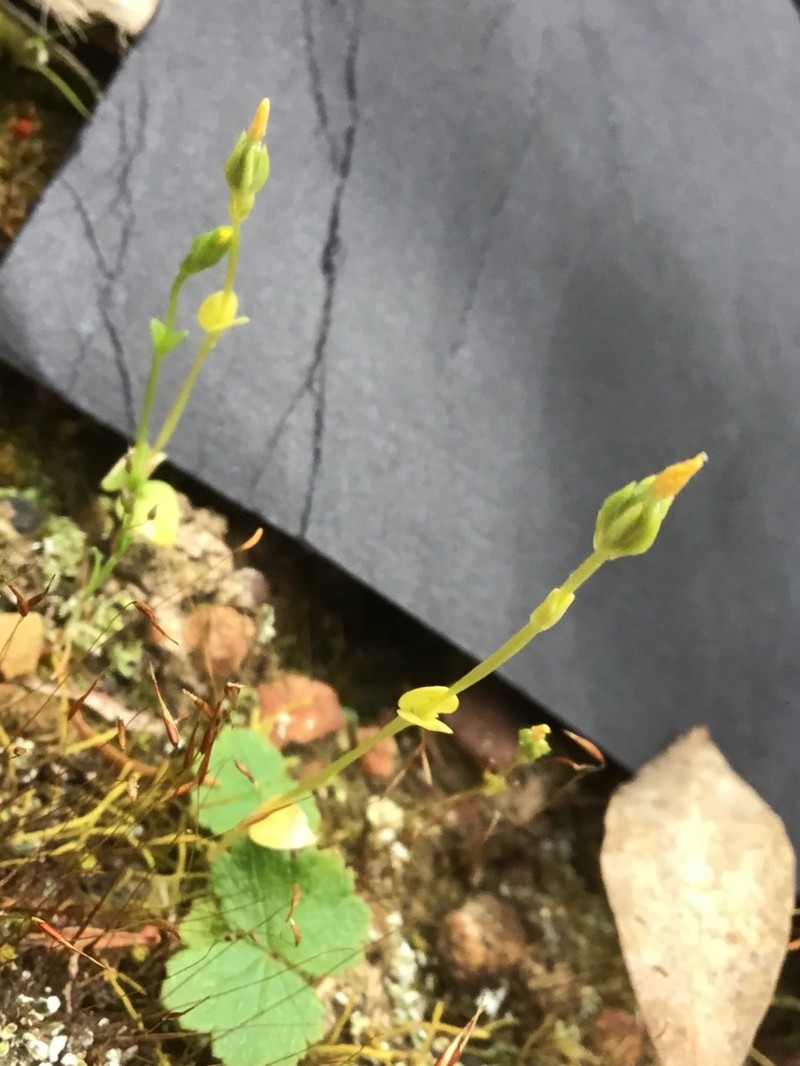 Oregon Timwort photo 8