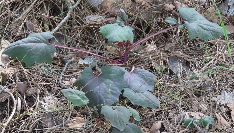 Cicerbita cyprica