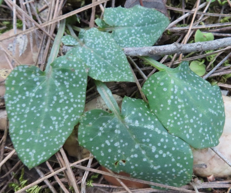 Cicerbita cyprica photo 2