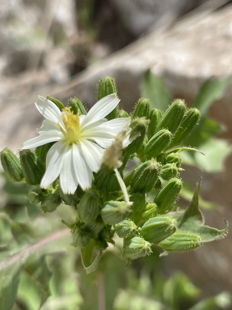 Cicerbita rechingeriana